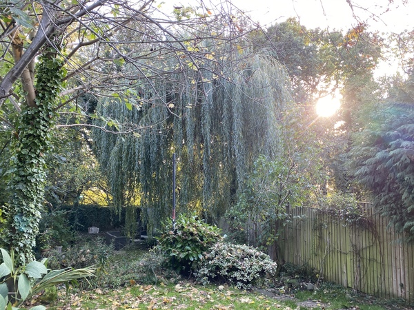 Enormous tree in neighbour's garden