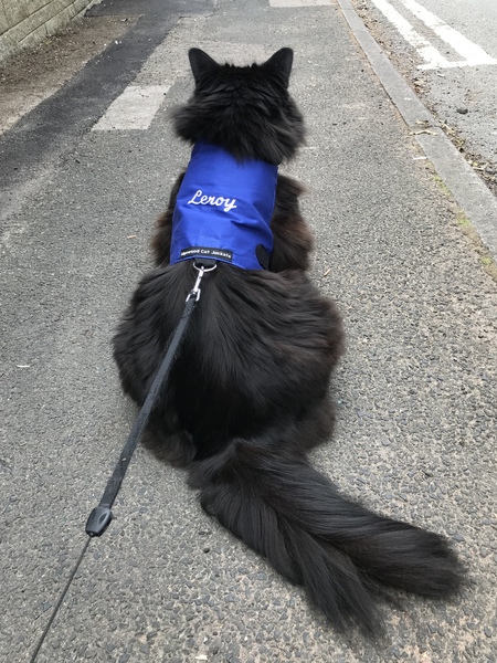 To take on a cat with FIV