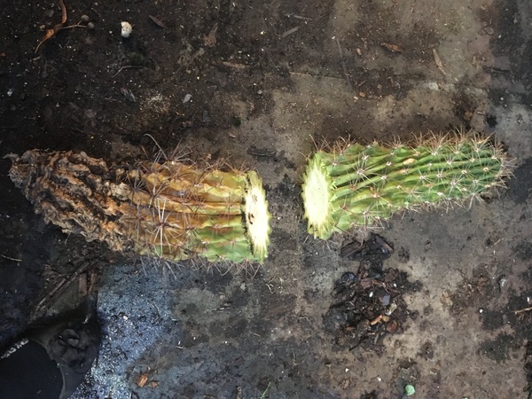 How to repot this bruiser of a cactus so it doesn't lean