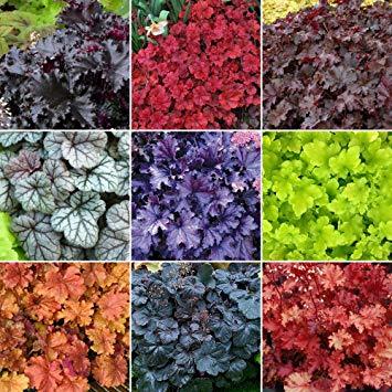 Winter / Spring Border planting advice