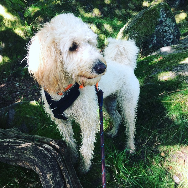 First timer here - some questions about poodles and schnauzers