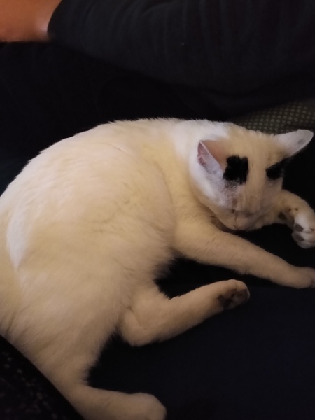 WWB more U to keep cat whilst not liking him, or to rehome him?