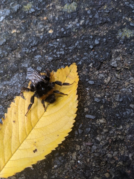 How to help a bee