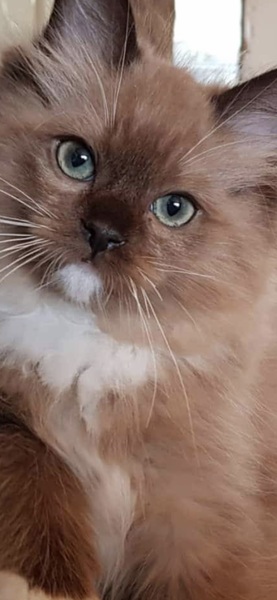 Hi looking for best pet insurance for new kitten