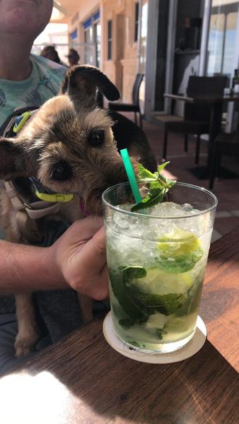 Anyone else’s dog steal things?