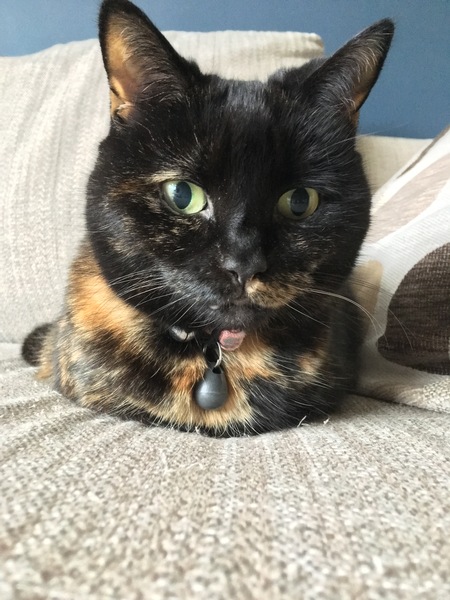 Westminstenders: DUP says no