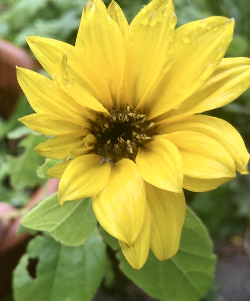 Any Witches Here? Part 9.