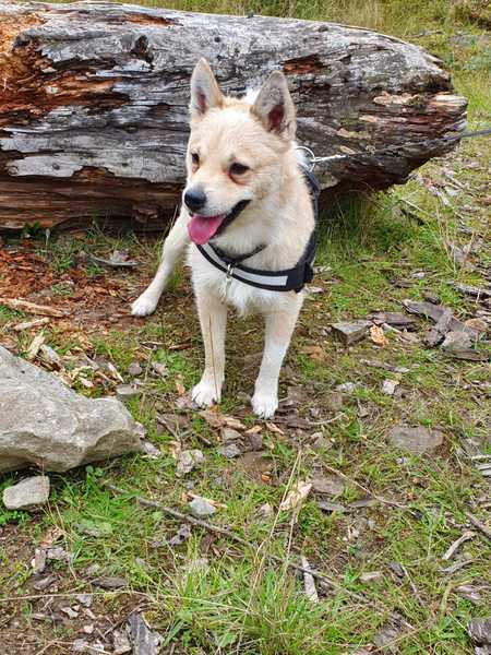 Rescue dog toileting in bed and house non-stop! Help please