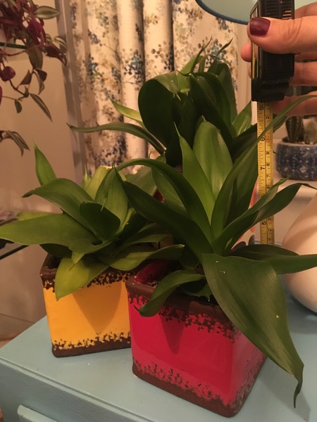What is this tolerant houseplant?