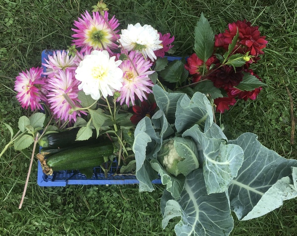 Allotment/Veg Patch Thread 14 ! growing into summer