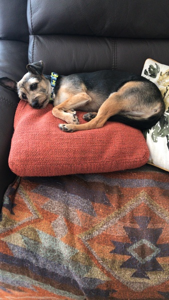 To ask you all your favourite dog breeds?