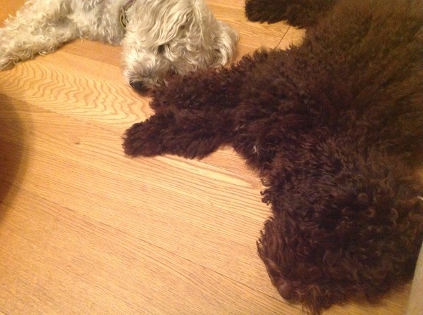 First timer here - some questions about poodles and schnauzers