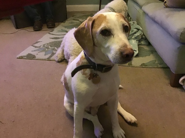 Westministenders: Slow News Fake News