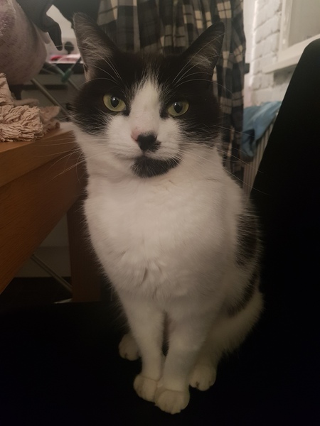 Handsome Harry!