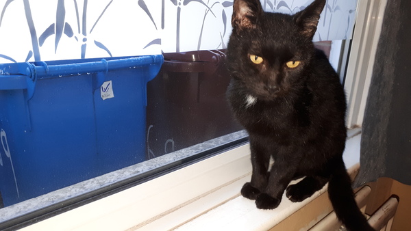 To take on a cat with FIV