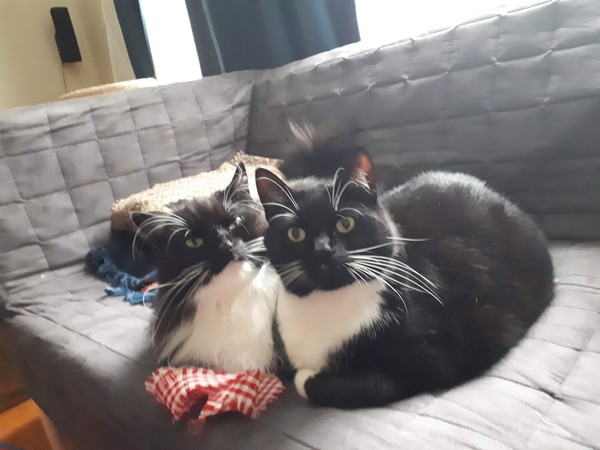 We're adopting sibling rescue cats this weekend...what do i need to know?