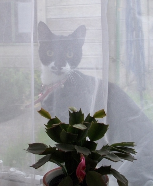 WIBU to move house because of this cat?