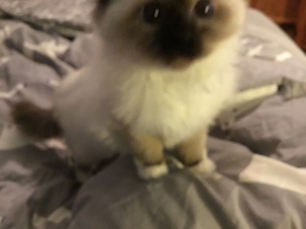 Food obsessed kitten