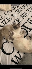 Anyone fancy doing a ragdoll 'then and now' thread?