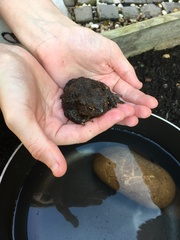 Anyone good at frog/toad identification?
