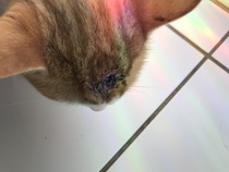 Cat injured, possibly stray.