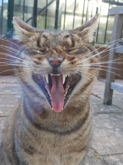 Next door's -thug- cat