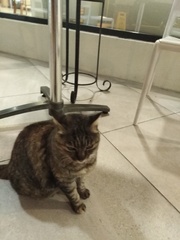 Next door's -thug- cat