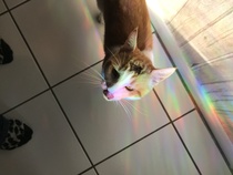 Cat injured, possibly stray.