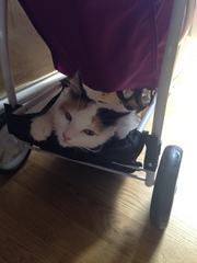 Cat litter mat reccomendations