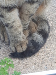 Next door's -thug- cat