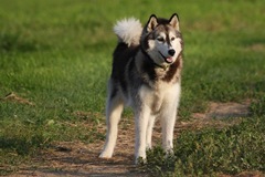 Anyone on here got a husky ?