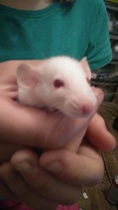 Omg what to do - massive RAT!