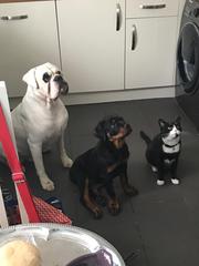 To ask you not to forget this about your dog...