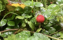 Any Witches Here? Part 9.