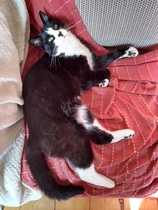 Pictures of your cat; from then (kitten) to now?! [Edited by MNHQ at OP's request]
