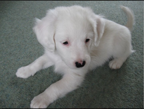 Anyone got a spaniel/jack Russell cross?