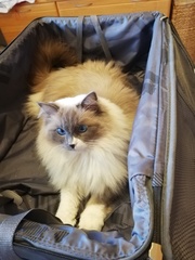 Anyone fancy doing a ragdoll 'then and now' thread?
