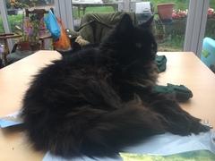 Happy National Black Cat Day.