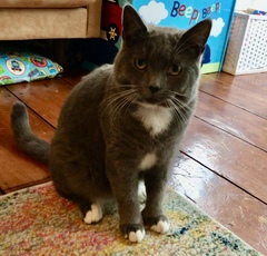Why is my cat suddenly massively fat?
