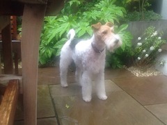 Terriers - what do you know