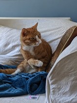 Tips for senior rescue cat coming home