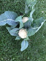 Allotment/Veg Patch Thread 14 ! growing into summer