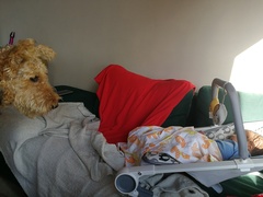 Patterdale terriers and babies.....
