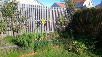 Allotment/Veg Patch Thread 14 ! growing into summer