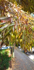 Does anyone know the name of this tree?