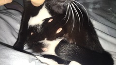 My foster kitty