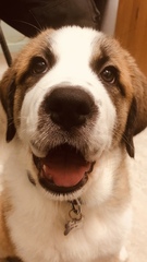 Puppy Support Group 2