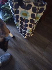 Open sore on his leg - the vet said to discourage licking
