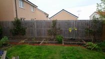 Allotment/Veg Patch Thread 14 ! growing into summer