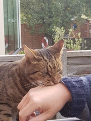 Next door's -thug- cat